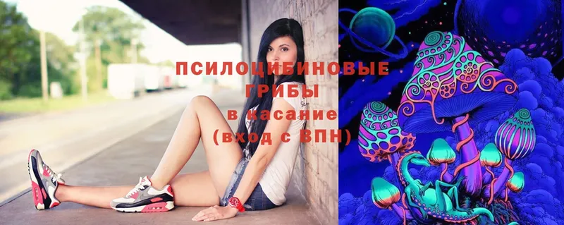 Галлюциногенные грибы Psilocybine cubensis  Дмитров 